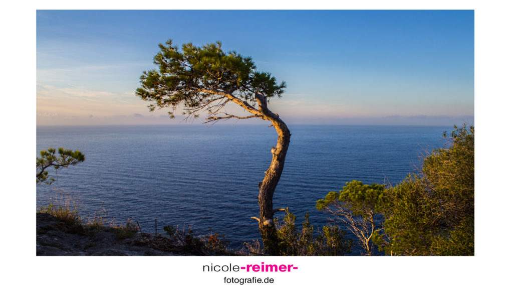 Einsamer Baum am Torre del Verger - Nicole Reimer Fotografie