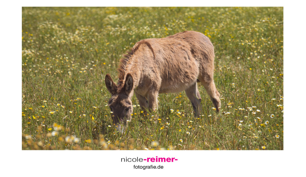Esel im Süden Mallorcas - Nicole Reimer Fotografie