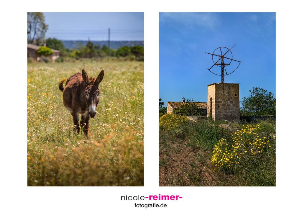 Esel und alte Windmühle im Süden Mallorcas- Nicole Reimer Fotografie