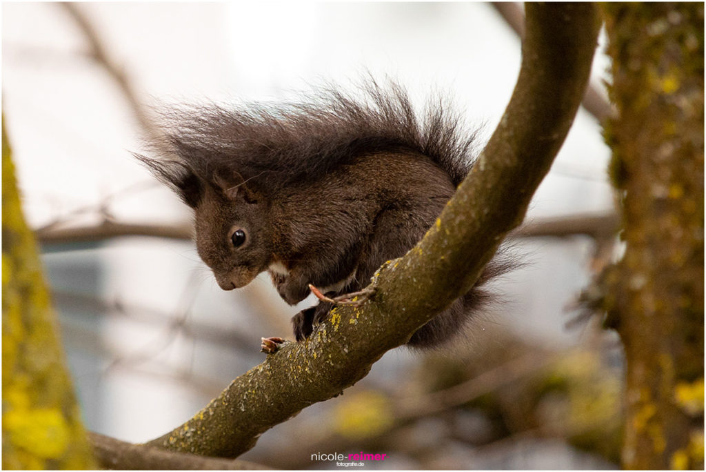 Braunes Eichhörnchen im Sitzen - Nicole Reimer Fotografie
