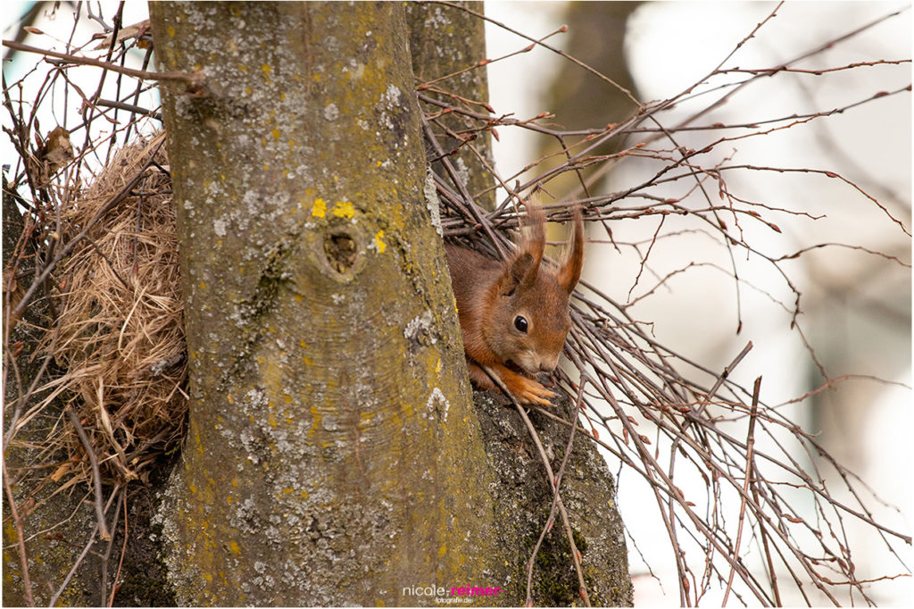 Eichhörnchen schaut aus dem Kobel - Nicole Reimer Fotografie