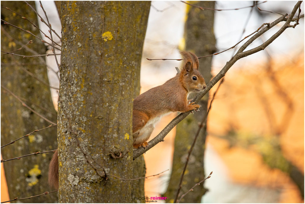 Rotes Eichhörnchen steht auf einem Ast - Nicole Reimer Fotograf