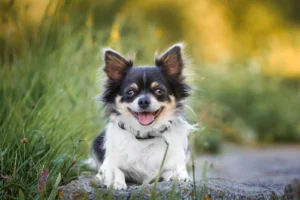 Kleiner schwarz, weiß, beiger Chihuahua liegt auf Steinen und schaut direkt in die Kamera. Hundefotogshooting Nicole Reimer Fotografie