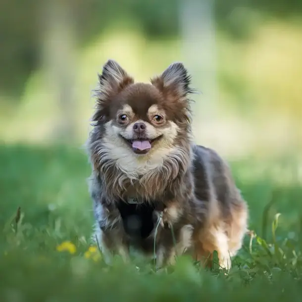 Braunbeiger Chihuahua steht im Gras und schaut direkt in die Kamera. Hundefotografie Nicole Reimer