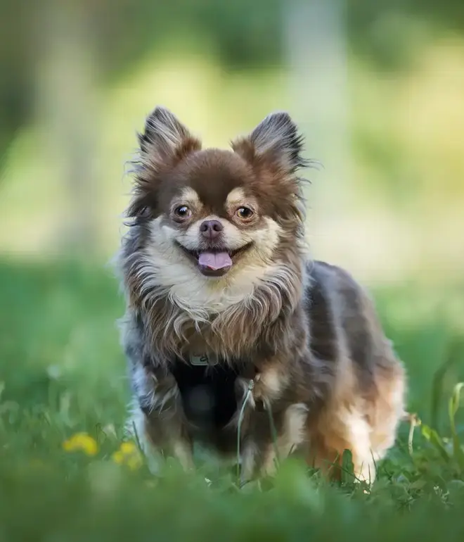 Braunbeiger Chihuahua steht im Gras und schaut direkt in die Kamera. Hundefotografie Nicole Reimer