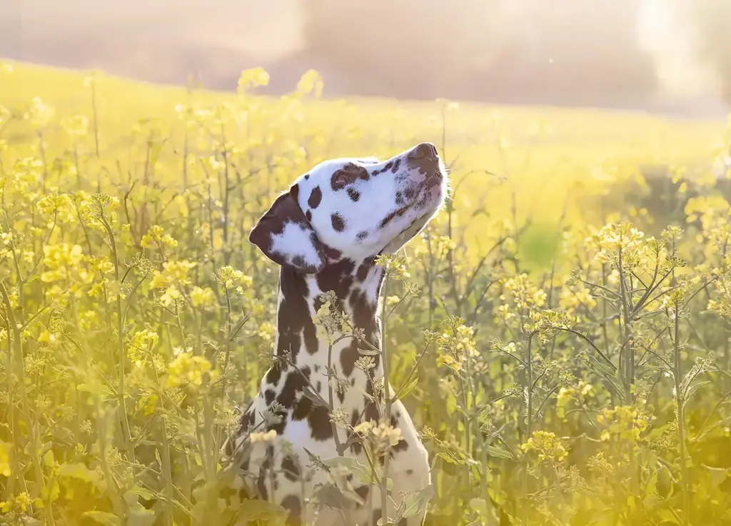 Hundefotoshooting: Dalmatiner sitzt im gelb blühenden Rapsfeld und schaut nach schräg oben. Nicole Reimer