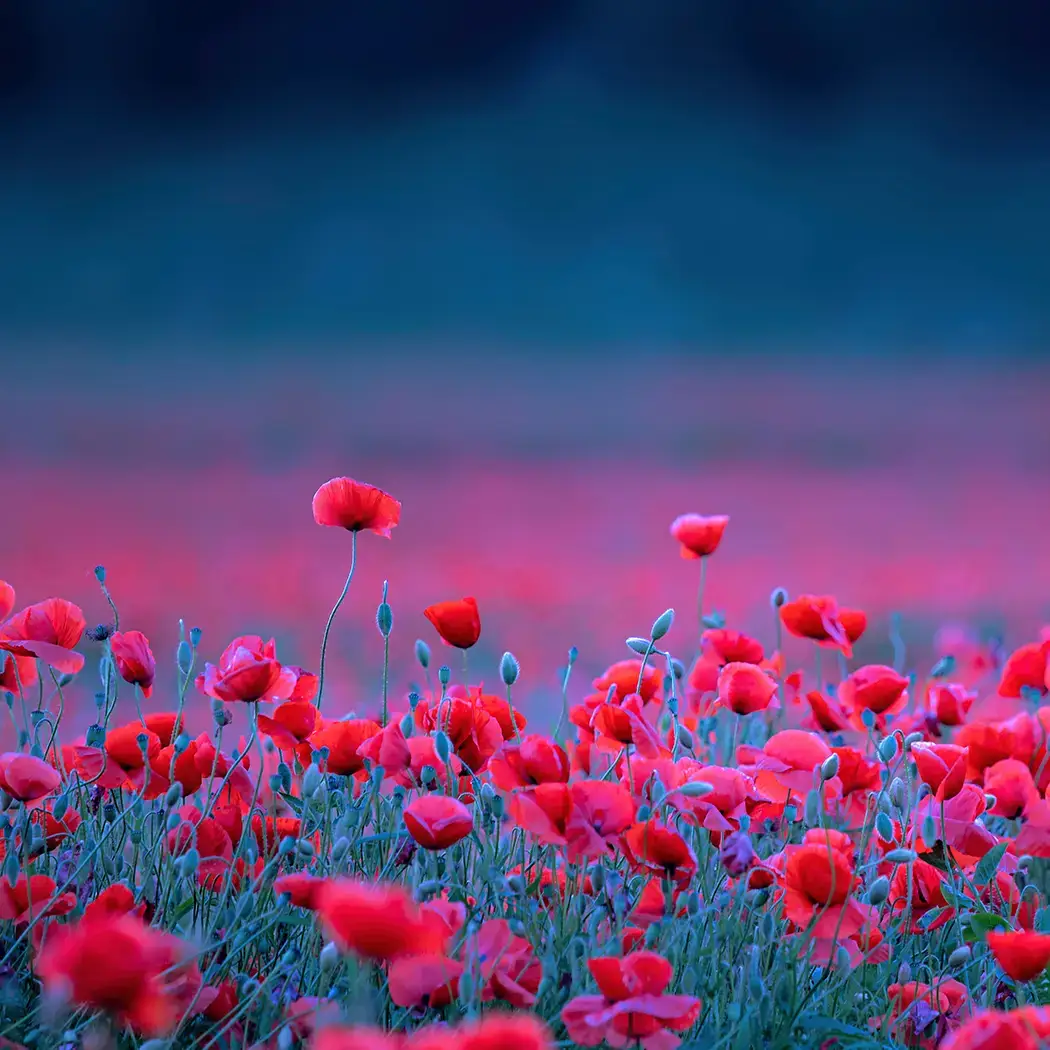 Landschaftsfotografie Nicole Reimer: Mohnfeld mit leuchtenden Mohnblumen zur blauen Stunde mit dunklem Hintergrund