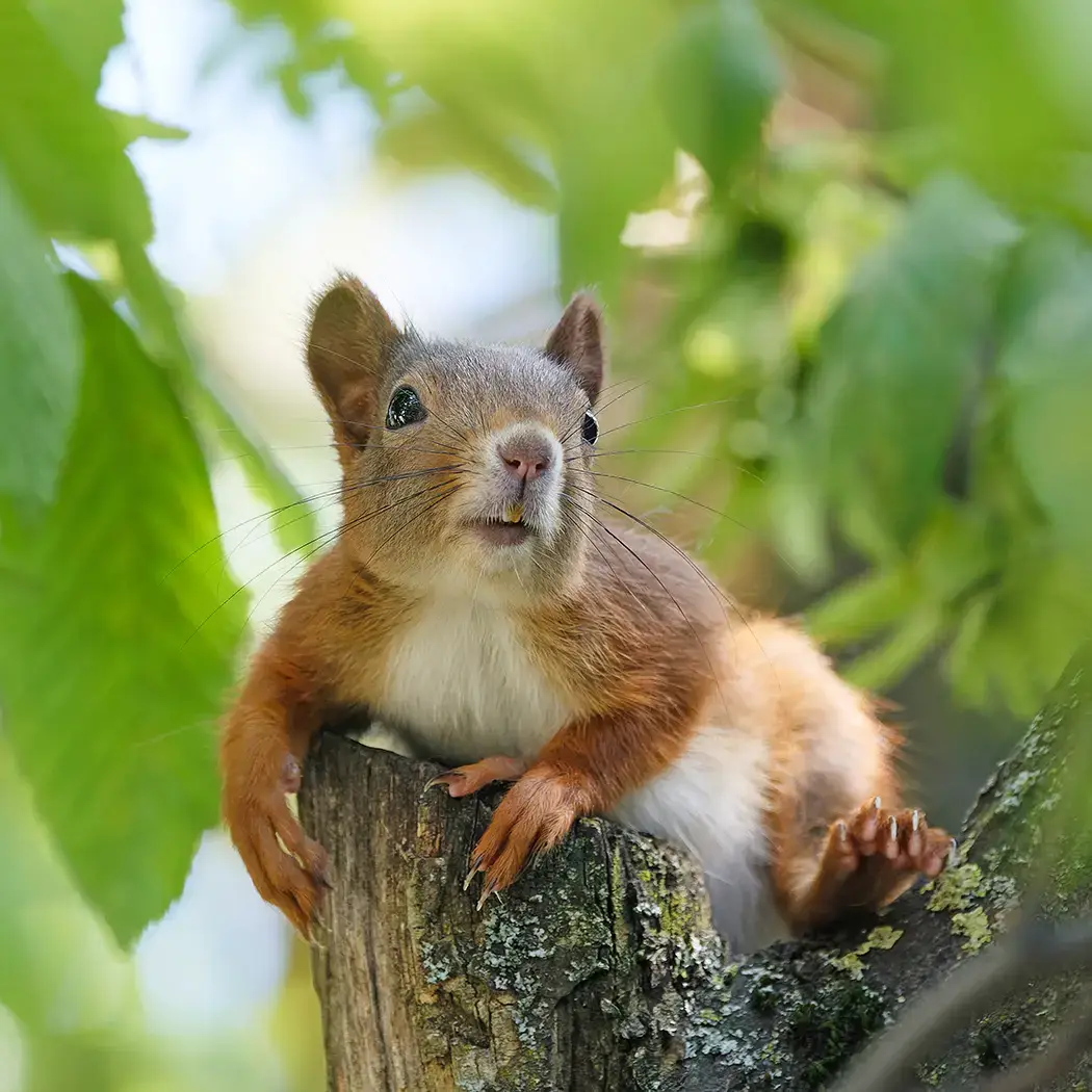 Junges Eichhörnchen liegt auf einem abgesägtem Aststumpf im Baum und schaut Richtung Kamera. Nicole Reimer Tierfotografie